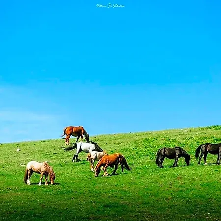 Flat With High Speed Internet Apartment